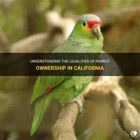 Understanding the Responsibility of Parrot Ownership