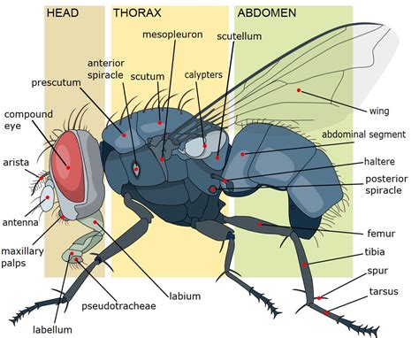 Understanding the Significance of Insects Arising From the Human Anatomy