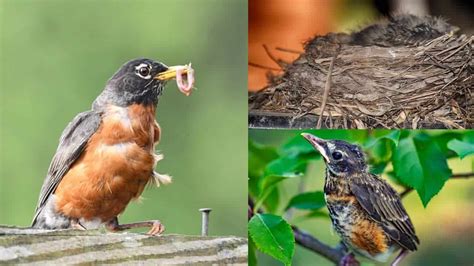 Understanding the Significance of Robins in Ecosystems