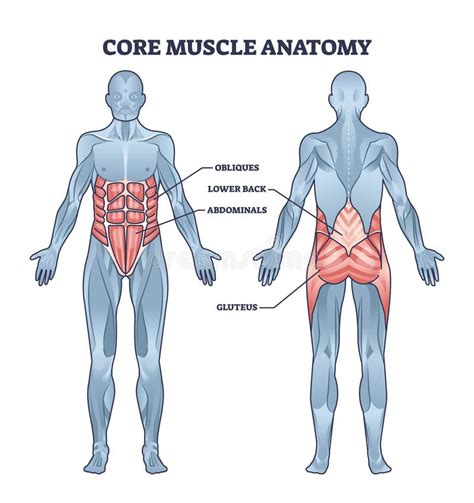 Understanding the Significance of Strong Core Muscles