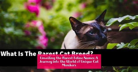 Understanding the Significance of a Feline Companion's Moniker