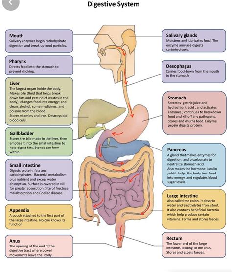 Understanding the Significance of a Pure Digestive System