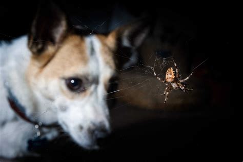 Understanding the Significance of a Spider's Bite on a Canine