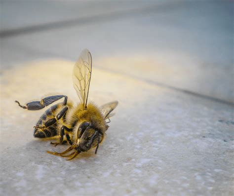 Understanding the Symbolic Significance of Dreaming about Deceased Bees