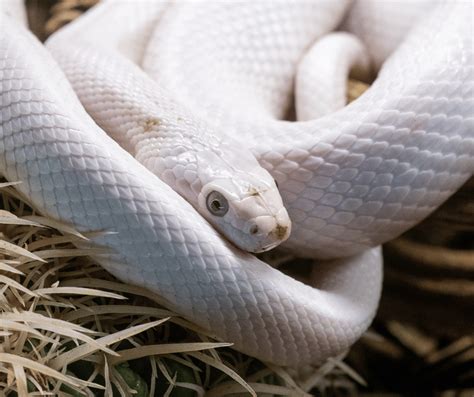 Understanding the Symbolic Significance of White Snakes