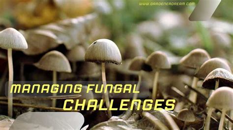 Understanding the phenomenon of fungal dreams