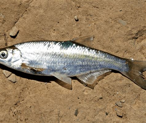 Understanding the symbolism of deceased fish