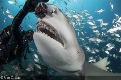 Underwater Predators: Feeding Patterns of Cerulean Sharks