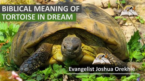 Unearthing the Spiritual Significance of Visions with the Ebony Tortoise