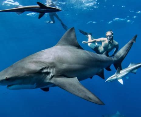 Unforgettable Encounters: Swimming Alongside Majestic Great White Sharks