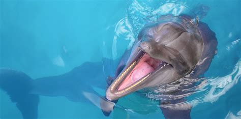 Unforgettable Encounters: The Enchantment of Dolphin Interaction