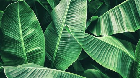 Unleash Your Creativity with DIY Projects Using Tropical Banana Tree Leaves