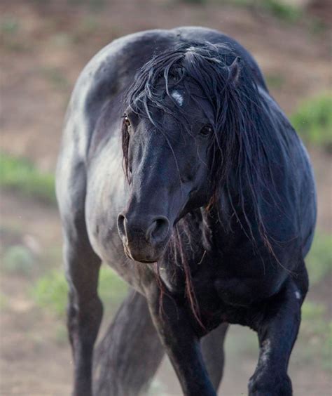 Unleashing Creativity Through the Perspective of the Majestic Ebony Stallion