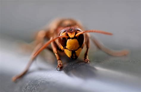 Unleashing the Dark Symbolism: Decoding the Significance of Dreaming about an Expired Hornet