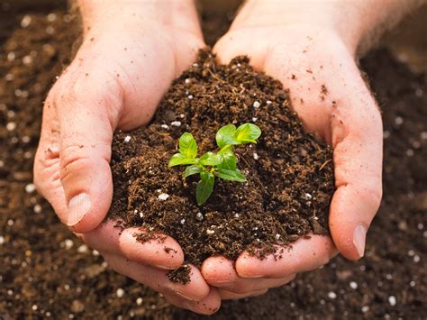 Unlocking Nature's Treasure Chest: Exploring the Key Elements of Soil Health