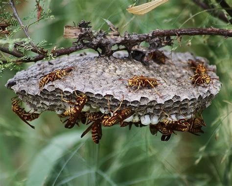 Unlocking the Enigma Behind Deserted Wasp Colonies