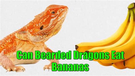 Unlocking the Secrets of Reptile Dreams through Dream Journaling