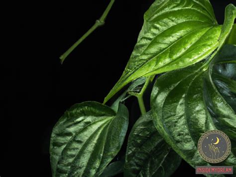 Unlocking the Significance of Betel Leaves in Dreams