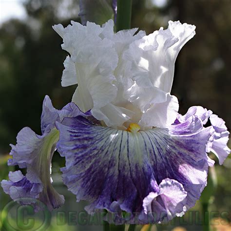 Unraveling Iris Cool's Years and Stature