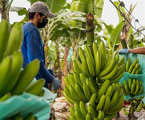 Unraveling the Beliefs and Tales Linked to Bananas