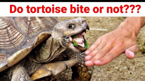 Unraveling the Fascinating Significances Associated with a Tortoise's Bite