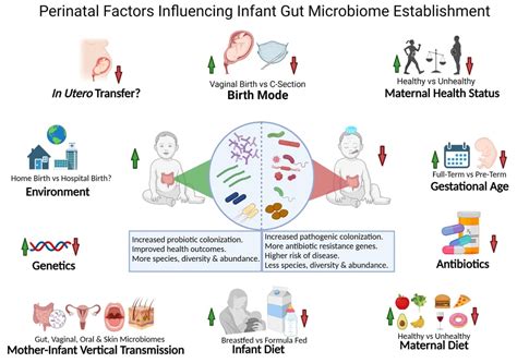 Unraveling the Influencing Factors on Infant Gender