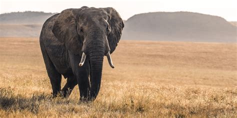 Unraveling the Mysterious Allure of Elephants: A Memorable Encounter