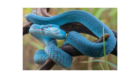 Unraveling the Mystery behind Serpents in Reveries