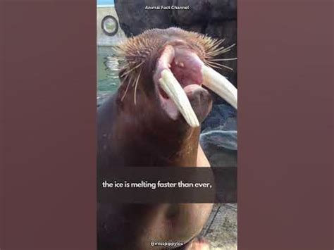 Unraveling the Mystique Behind Walrus Behavior