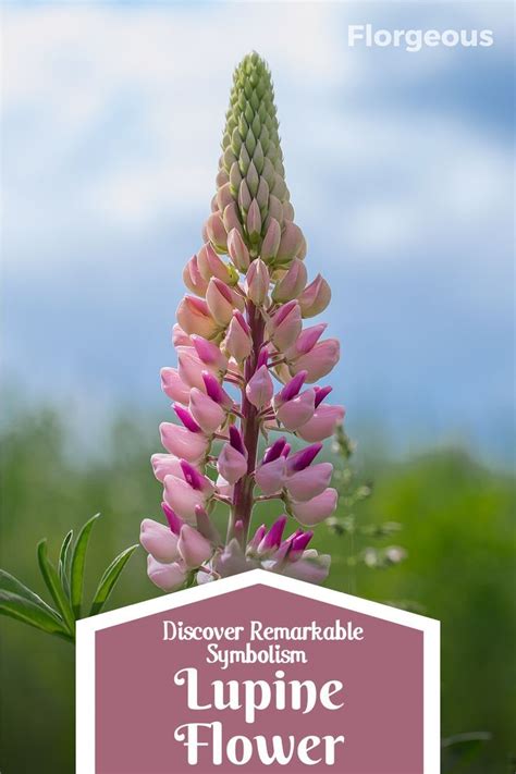 Unraveling the Profound Symbolism in Lupine Reveries