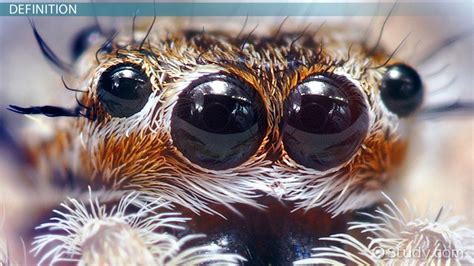 Unraveling the Psychological Significance behind Arachnid Visions