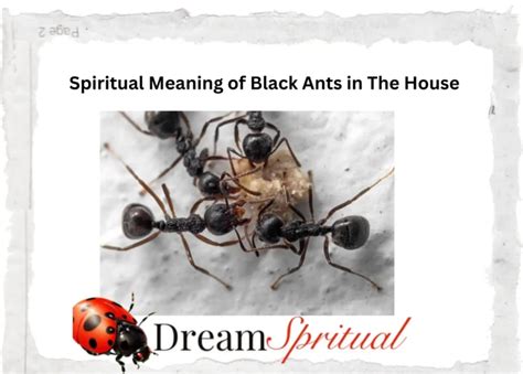 Unraveling the Significance of Ants in Dreams