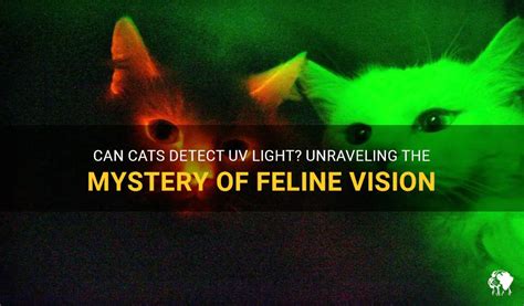 Unraveling the Significance of a Vision Involving a Petite Ivory Feline