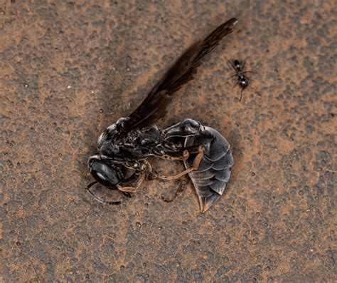 Unraveling the Spiritual Significance: Untangling the Presence of Wasps in Dreams