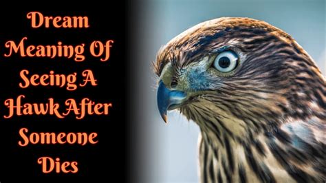 Unraveling the Symbolism of a Hawk in the Realm of Dreams