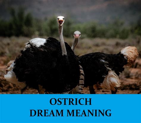 Unresolved Emotions Manifested Through Ostrich Dreams