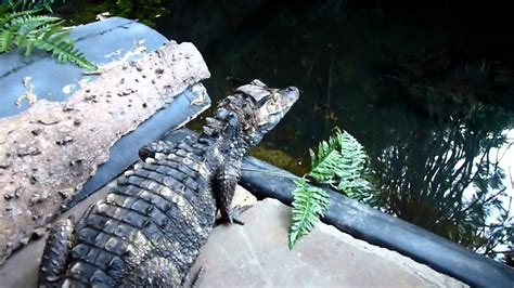 Unusual Behaviors: How the Crimson Caiman Differs from its Emerald Counterparts