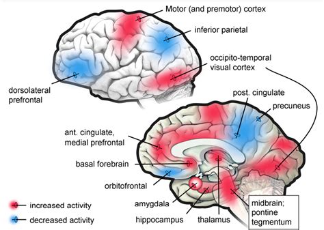 Unveiling the Cognitive Processes of the Brain During the Enigma of Dreaming