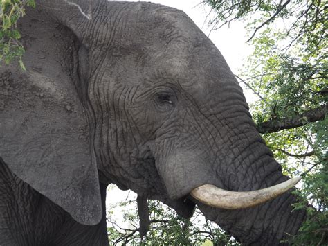 Unveiling the Cultural Significance of the Majestic Gilded Pachyderm