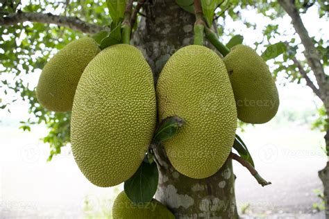 Unveiling the Deep Significance of Dreaming about a Majestic Jackfruit Orchard