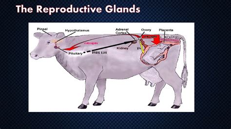 Unveiling the Enigma of Bovine Reproductive Fantasies