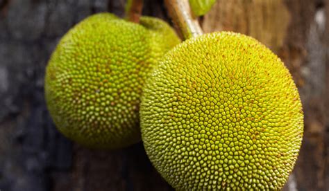 Unveiling the Finest Breadfruit Varieties for Savory Roasting