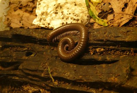 Unveiling the Hidden Meanings of Millipede Dreams