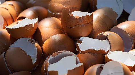 Unveiling the Hidden Truth: Discovering the Mysteries Behind Dreams of Crushed Eggshells