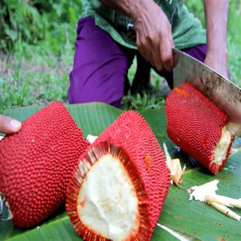 Unveiling the Historical Import of the Captivating Crimson Fruit