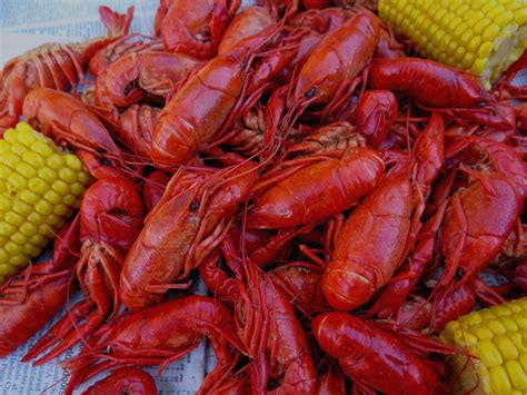 Unveiling the Importance of Emotional Resilience: The Significance of Desiccated Crawfish