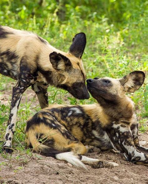 Unveiling the Intriguing Significance behind an Enormous Ashen Canine