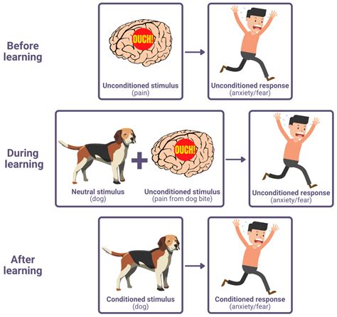 Unveiling the Mechanics Behind Phobia Conditioning in the Brain