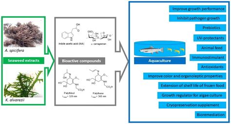 Unveiling the Multifaceted Applications of Seaweed in Daily Life