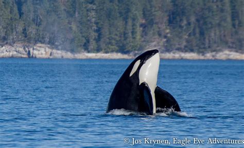 Unveiling the Mysteries Surrounding Killer Whale Behaviors